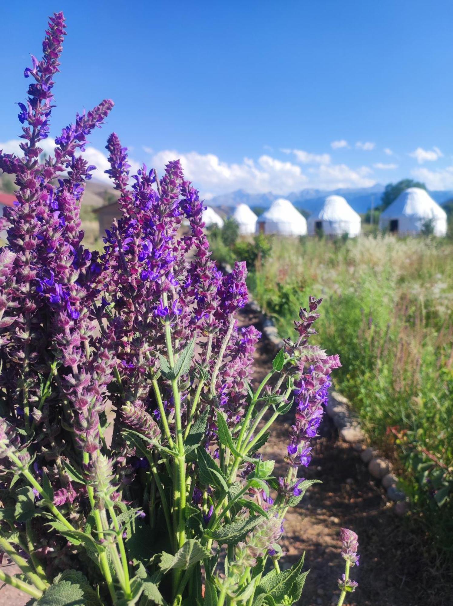 Eco Village Lodge Dzhetyoguz エクステリア 写真